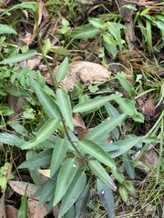 Leichhardtia coronata