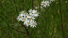 Olearia glandulosa