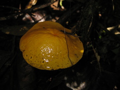 Hymenogloea papyracea