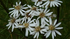 Olearia glandulosa