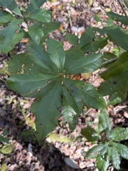 Morella caroliniensis