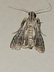 Epipaschiinae