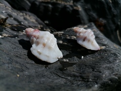 Crassilabrum crassilabrum