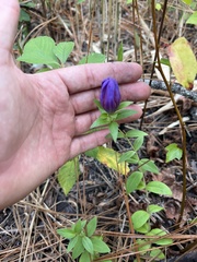 Gentiana catesbaei