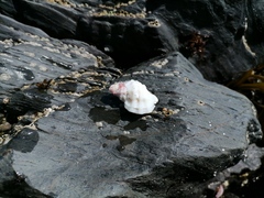 Crassilabrum crassilabrum