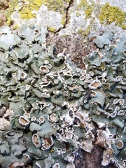 Pleurosticta acetabulum