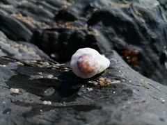 Crassilabrum crassilabrum