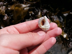 Crassilabrum crassilabrum