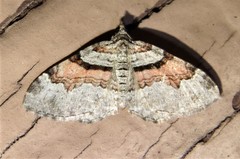 Xanthorhoe labradorensis