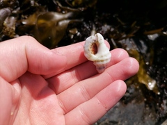 Crassilabrum crassilabrum