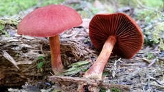 Cortinarius harrisonii