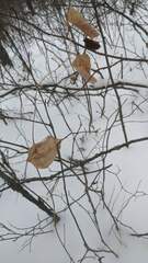 Smilax lasioneura