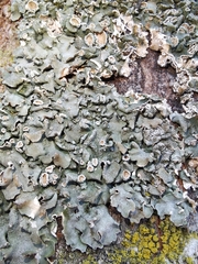 Pleurosticta acetabulum