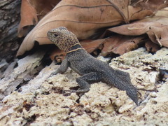 Uracentron flaviceps