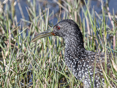 Pardirallus maculatus
