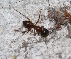 Camponotus sansabeanus