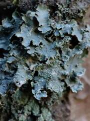 Punctelia subrudecta