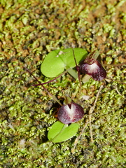Corybas macranthus
