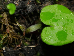 Corybas macranthus
