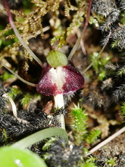 Corybas macranthus