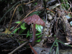 Mycena holoporphyra