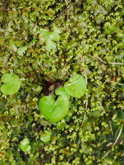 Corybas macranthus