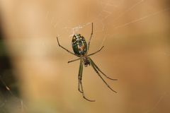 Leucauge