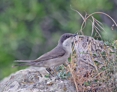Curruca crassirostris