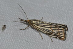 Chrysocramboides craterella