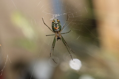 Leucauge