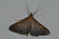 Dolicharthria punctalis