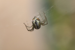 Leucauge