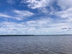 Nannopterum brasilianum