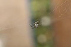 Leucauge
