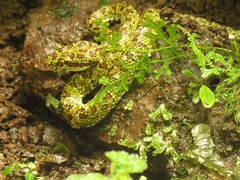 Bothriechis schlegelii