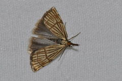 Chrysocrambus linetella