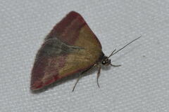 Phytometra viridaria