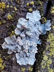 Punctelia subrudecta