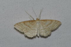 Idaea macilentaria