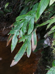 Blechnum colensoi