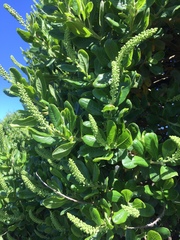 Escallonia pulverulenta