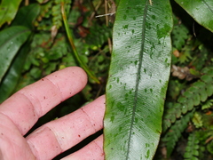 Blechnum colensoi