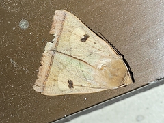 Ophiusa trapezium