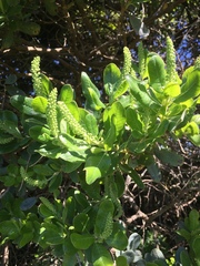 Escallonia pulverulenta