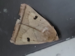 Ophiusa trapezium
