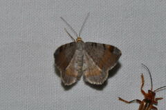 Macaria liturata