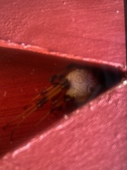 Latrodectus geometricus