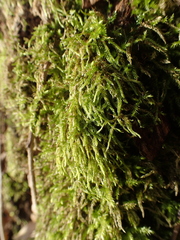 Hypnum cupressiforme