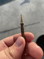 Aulorhynchus flavidus