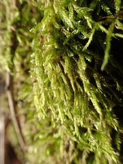 Hypnum cupressiforme